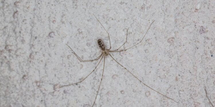 As cinco plantas que estão afastando aranhas de quintais no Brasil