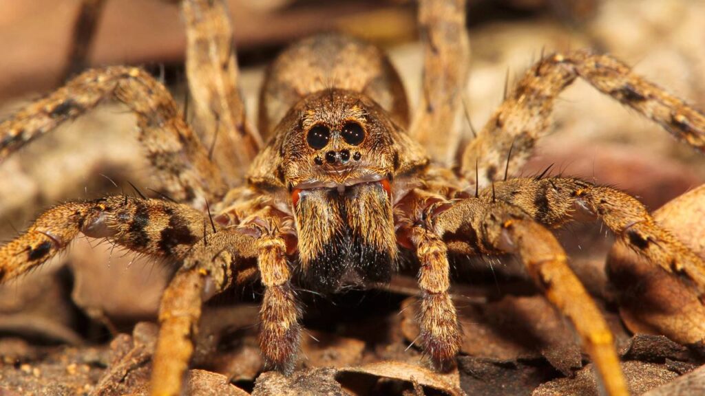 Entenda os motivos pelos quais, no verão, as aranhas aparecem com mais frequência dentro das casas