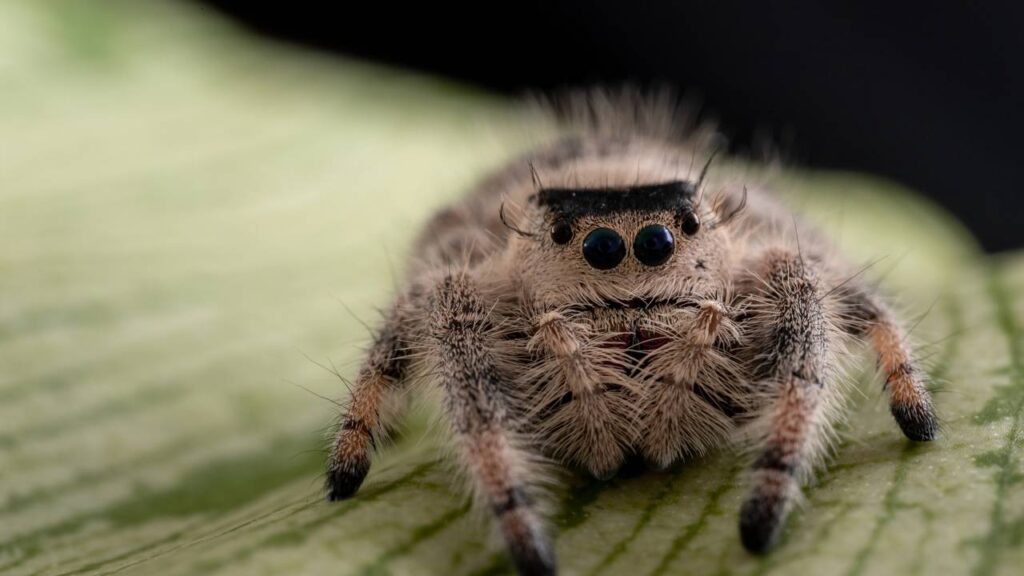 Entenda os motivos pelos quais, no verão, as aranhas aparecem com mais frequência dentro das casas