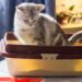 O tipo de areia que mais agrada os gatos e facilita a limpeza diária