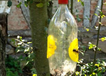 Essa armadilha com garrafa PET acaba com as moscas em poucos dias