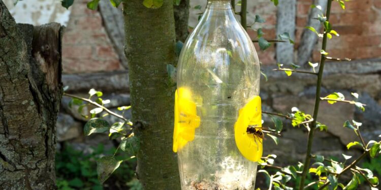 Essa armadilha com garrafa PET acaba com as moscas em poucos dias