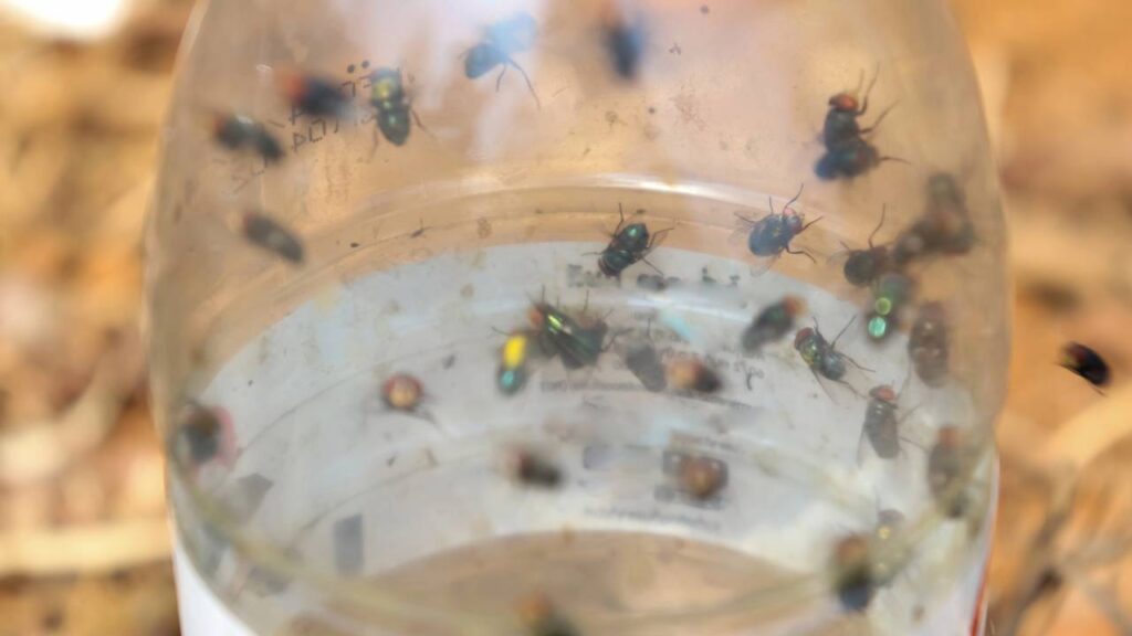 Essa armadilha com garrafa PET acaba com as moscas em poucos dias