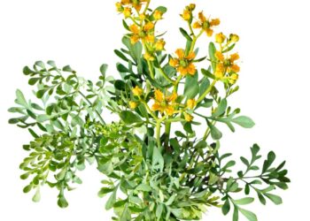 O efeito relaxante muscular da arruda usada milenarmente para "limpeza"