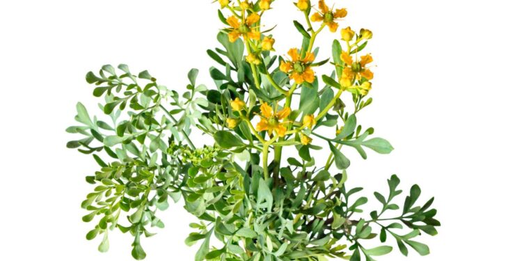 O efeito relaxante muscular da arruda usada milenarmente para "limpeza"