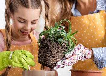 Benefícios da babosa na cicatrização da pele