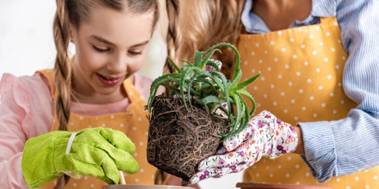 Benefícios da babosa na cicatrização da pele