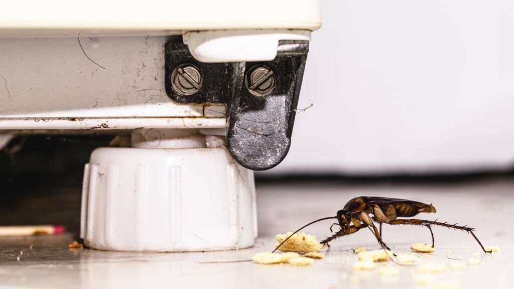 O cheiro que as baratas odeiam e que pouca gente usa em casa