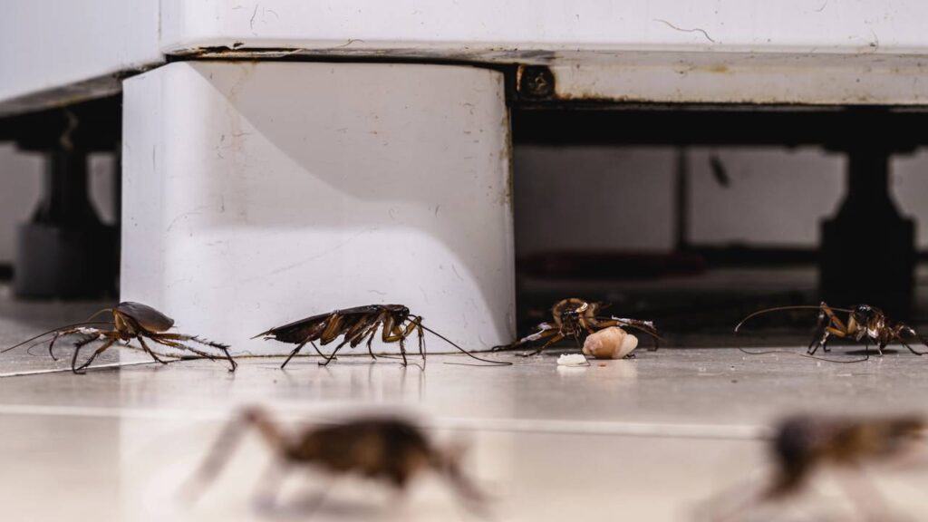 O cheiro que as baratas odeiam e que pouca gente usa em casa