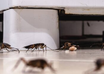 O cheiro que as baratas odeiam e que pouca gente usa em casa