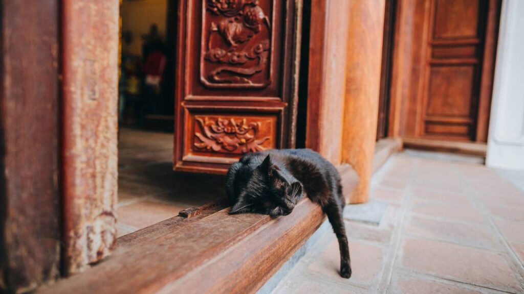 nome para gatinhos pretos