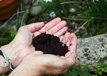 borra de café para espantar mosquito