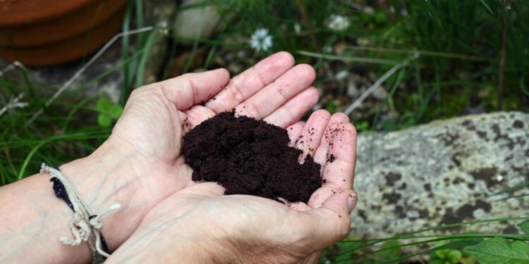 borra de café para espantar mosquito