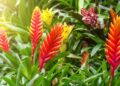 flor da bromelia