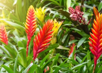 flor da bromelia