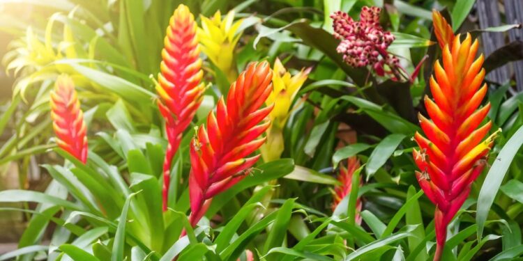 flor da bromelia