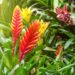 flor da bromelia