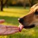 Por que os cães lambem: os 4 significados desse comportamento