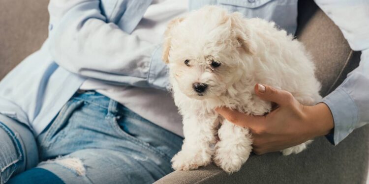 Cuidados com cachorros no calor