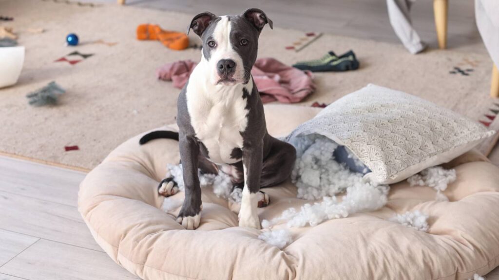 nomes para cachorros bagunceiros