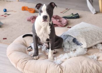 nomes para cachorros bagunceiros