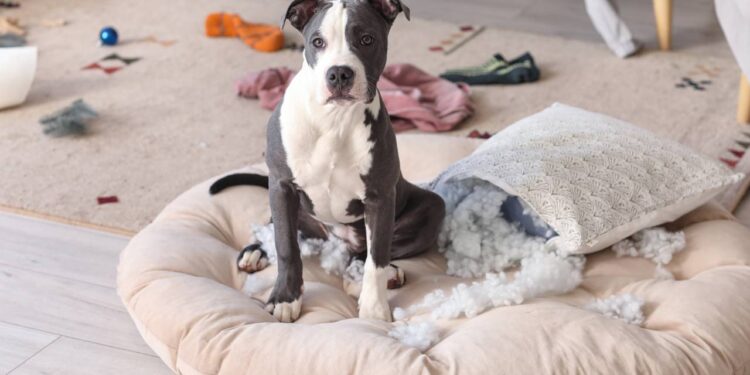 nomes para cachorros bagunceiros