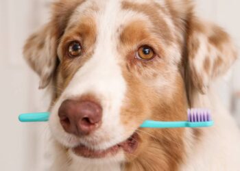 cuidados com a higiene bucal do pet