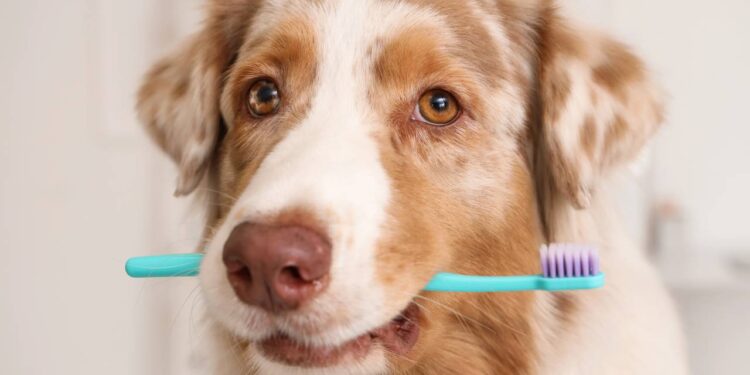 cuidados com a higiene bucal do pet