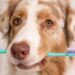cuidados com a higiene bucal do pet