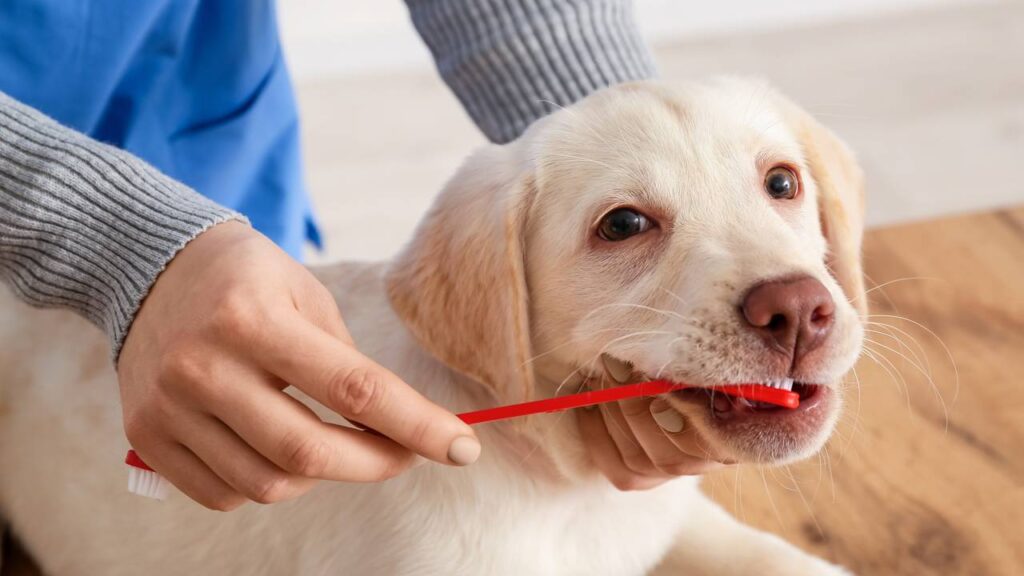 cuidados com a higiene bucal do pet