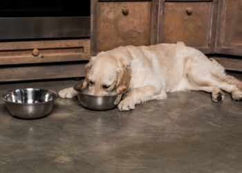 nome para cachorros comilão