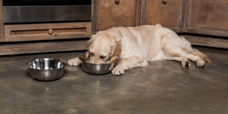 nome para cachorros comilão