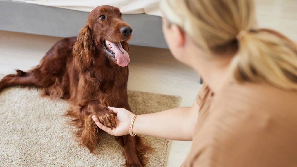 Nomes de cachorros que farão sucesso em 2026