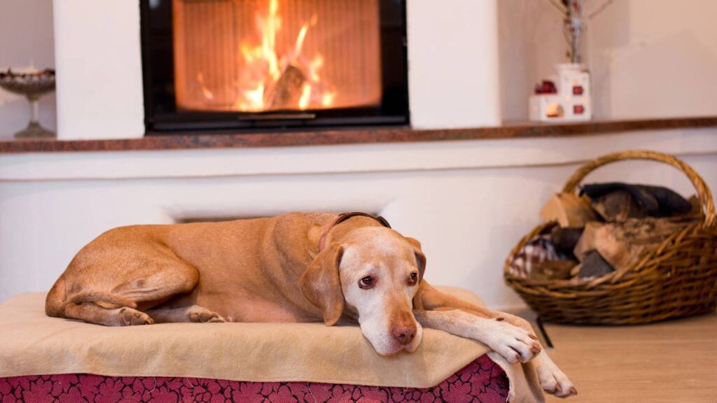 cuidados com o seu amigo pet idoso