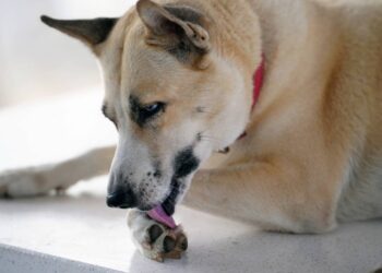 cachorro lambendo pata