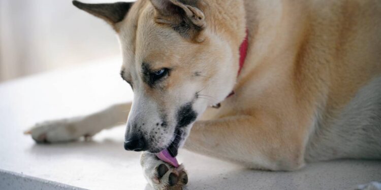 cachorro lambendo pata