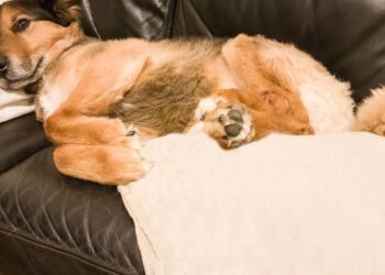 nome para cachorro preguiçoso