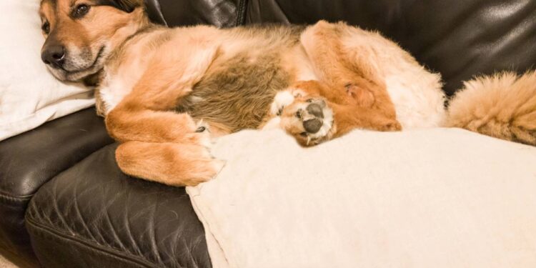 nome para cachorro preguiçoso