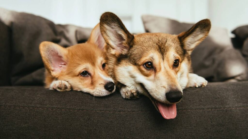 Os melhores nomes de cachorro curto, simples e que combine com a raça do seu pet