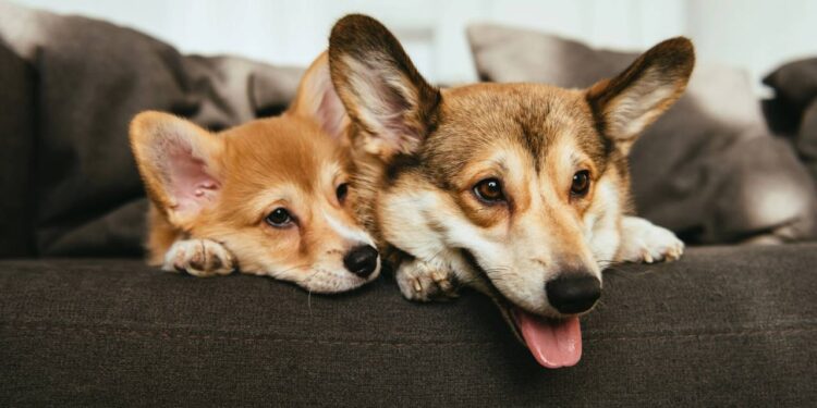 Os melhores nomes de cachorro curto, simples e que combine com a raça do seu pet