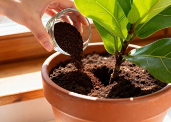 Por que algumas pessoas colocam café na terra das plantas e o que isso provoca