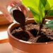 Por que algumas pessoas colocam café na terra das plantas e o que isso provoca