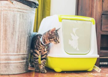 onde colocar a caixa de areia do gato