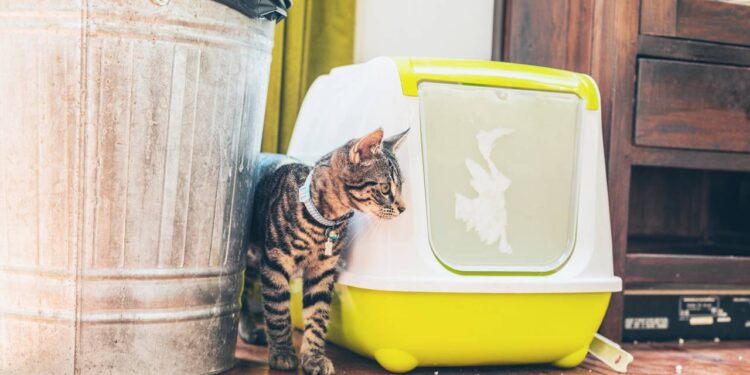 onde colocar a caixa de areia do gato