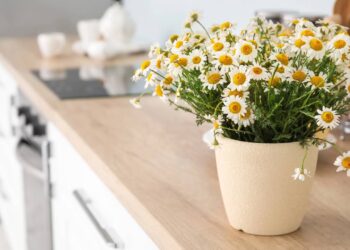 O jeito simples de plantar camomila em vaso mesmo em pouco espaço