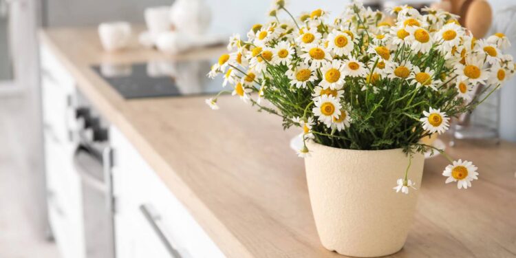 O jeito simples de plantar camomila em vaso mesmo em pouco espaço