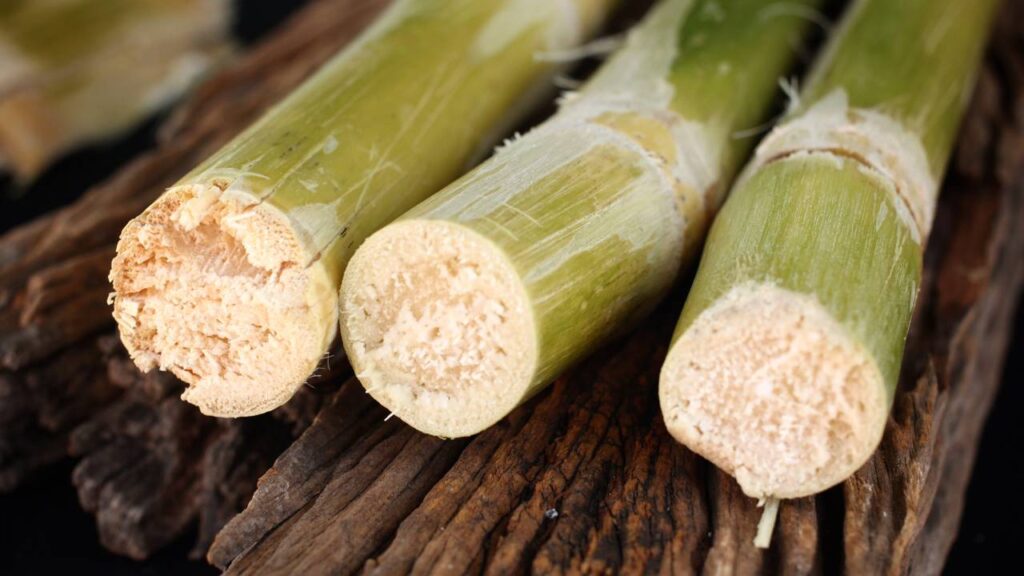 Plante cana-de-açúcar hoje e colha seu caule em até 8 meses