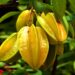 carambola fruta estrela