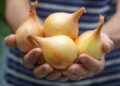 Semente ou bulbo? Conheça qual método produz cebola mais rápido no quintal