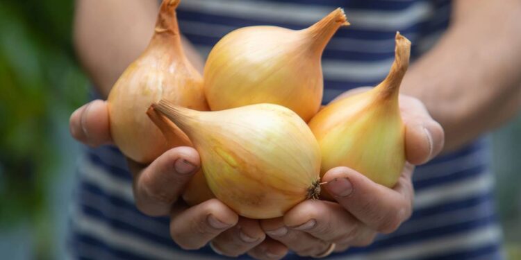 Semente ou bulbo? Conheça qual método produz cebola mais rápido no quintal